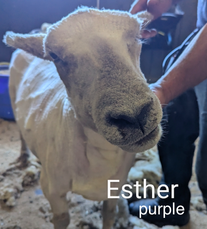 Esther