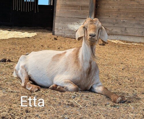 Etta